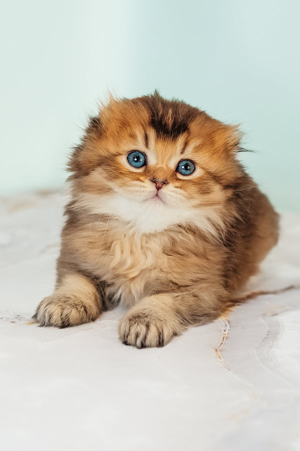 Vegas | Scottish Fold Longhair Kitten