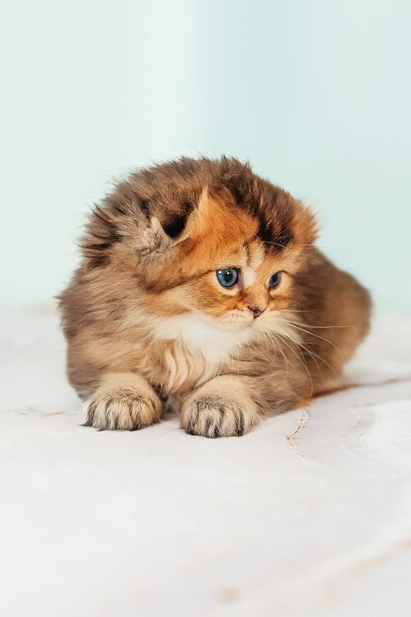 Vegas | Scottish Fold Longhair Kitten