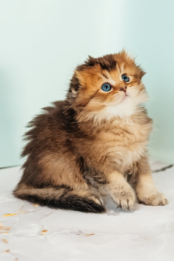 Vegas | Scottish Fold Longhair Kitten