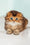 Vegas | Scottish Fold Longhair Kitten