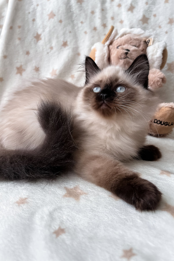 Amanda | Scottish Straight Longhair Kitten