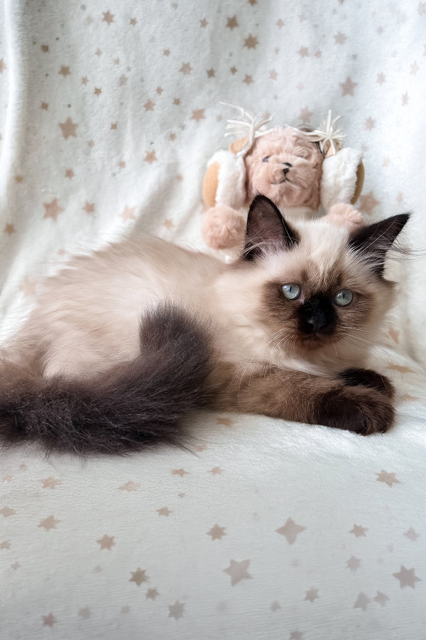 Amanda | Scottish Straight Longhair Kitten