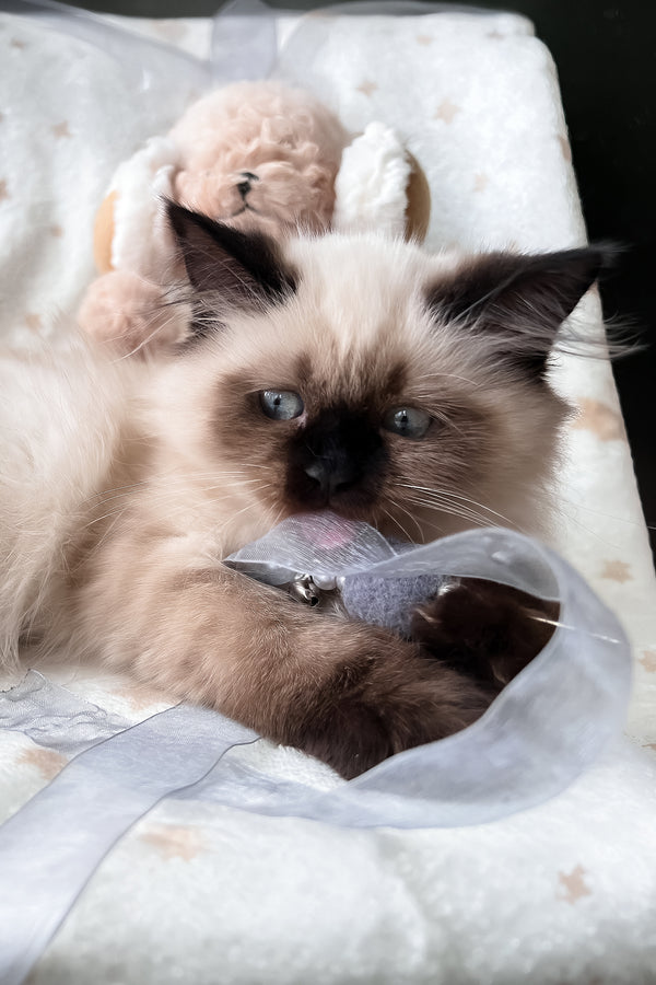 Amanda | Scottish Straight Longhair Kitten