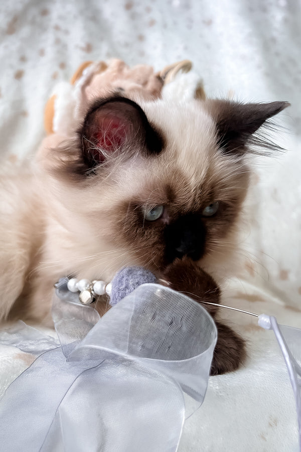 Amanda | Scottish Straight Longhair Kitten
