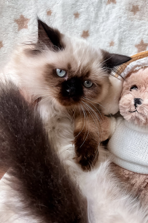 Amanda | Scottish Straight Longhair Kitten