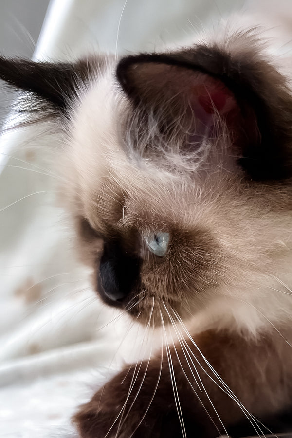 Amanda | Scottish Straight Longhair Kitten