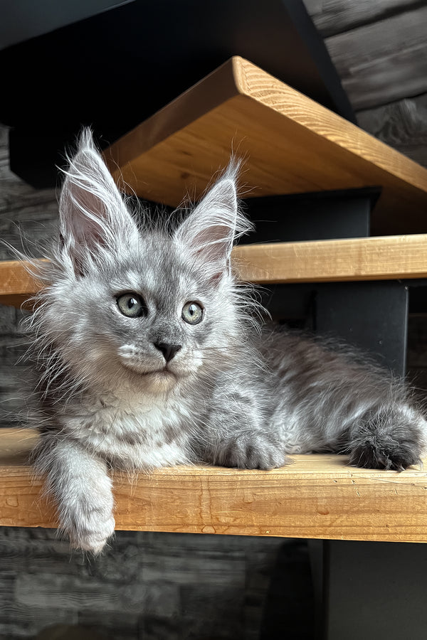 Puma | Maine Coon Kitten