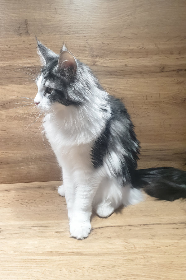 Albina | Maine Coon Kitten