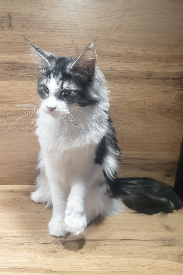 Albina | Maine Coon Kitten