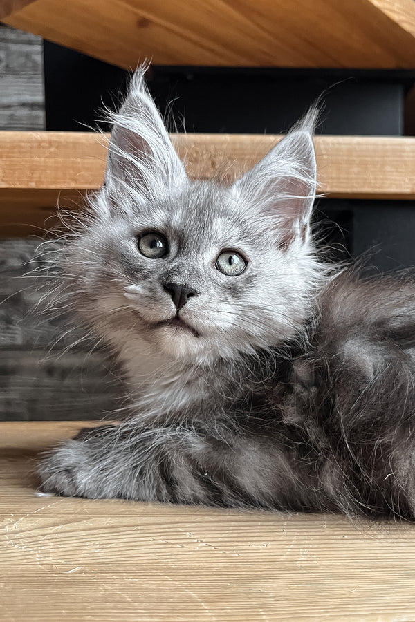 Puma | Maine Coon Kitten