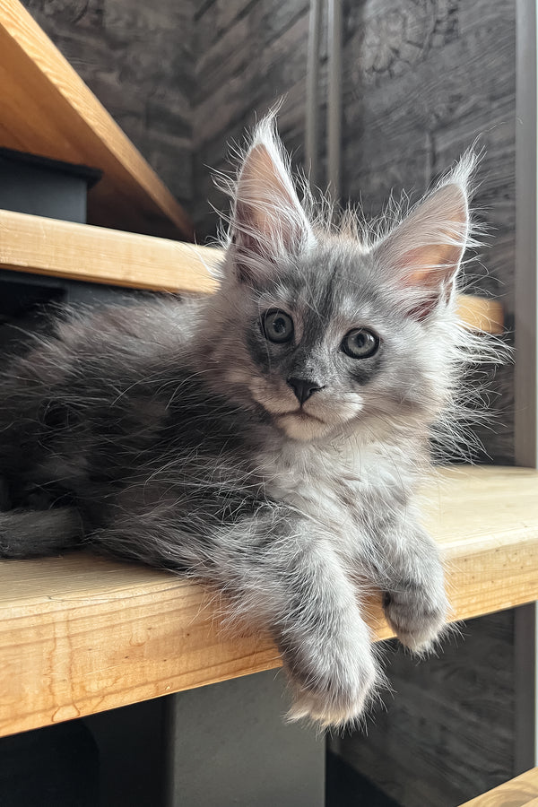 Puma | Maine Coon Kitten