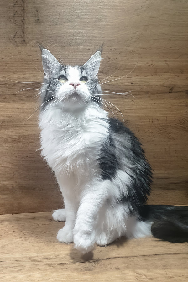 Albina | Maine Coon Kitten