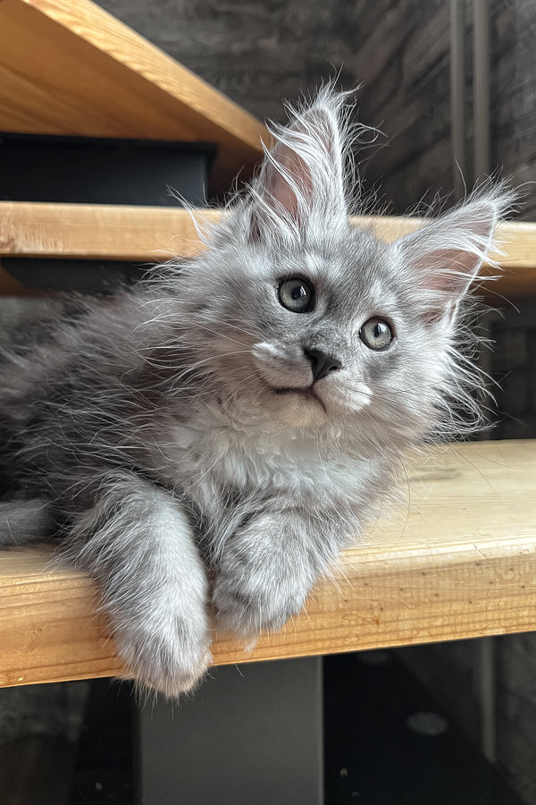 Puma | Maine Coon Kitten