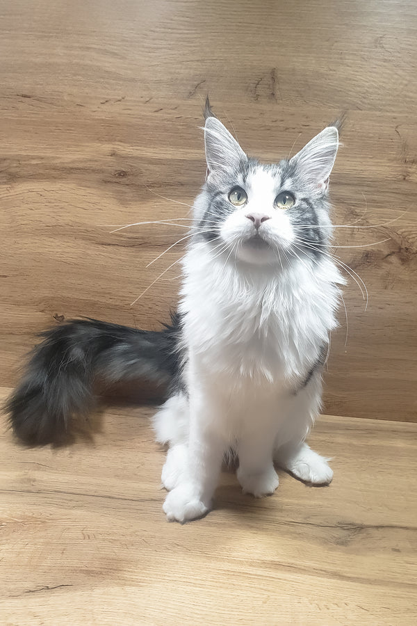 Albina | Maine Coon Kitten