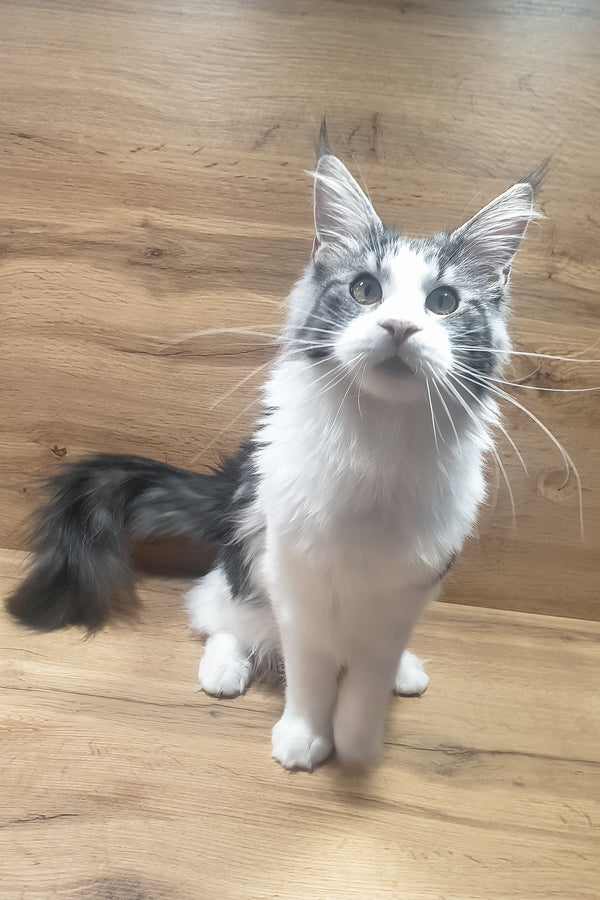 Albina | Maine Coon Kitten