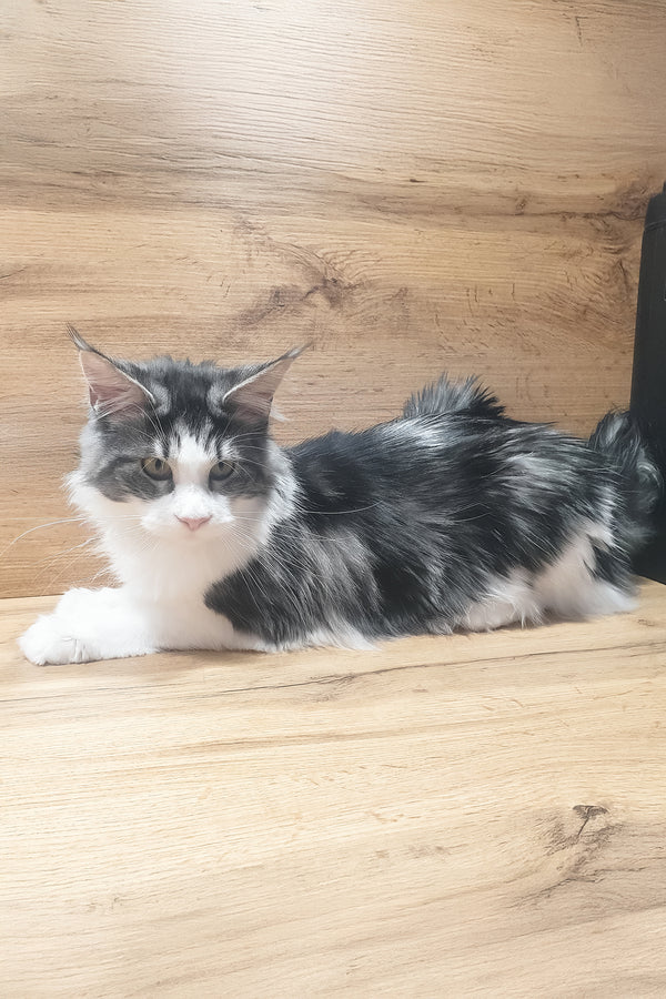 Albina | Maine Coon Kitten