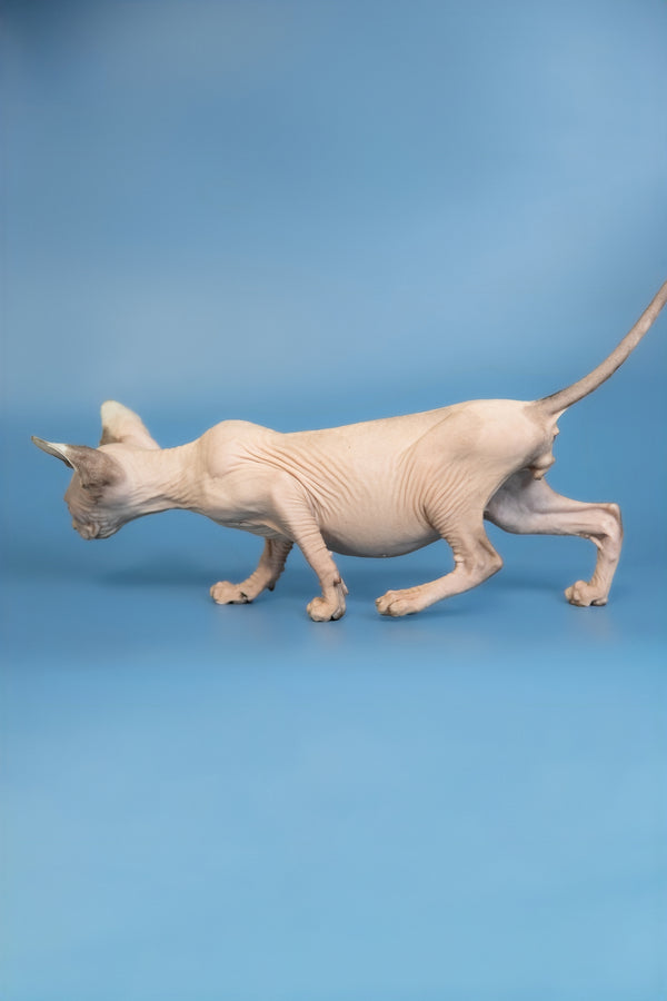 Erik | Canadian Sphynx Kitten