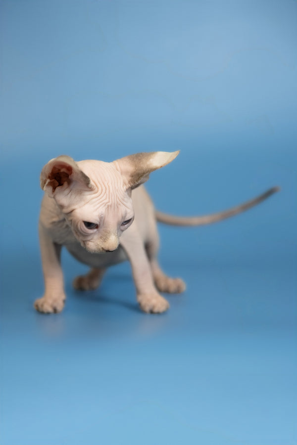 Erik | Canadian Sphynx Kitten