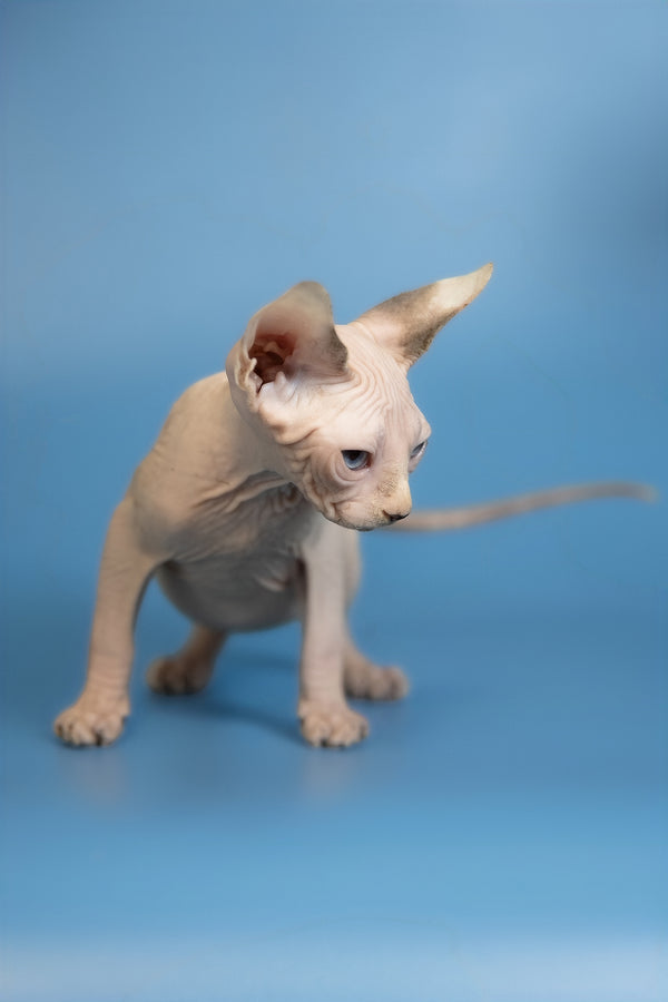 Erik | Canadian Sphynx Kitten