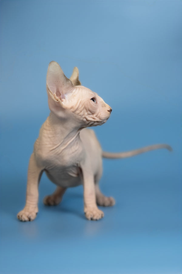 Erik | Canadian Sphynx Kitten