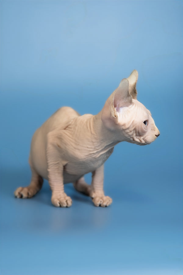 Erik | Canadian Sphynx Kitten