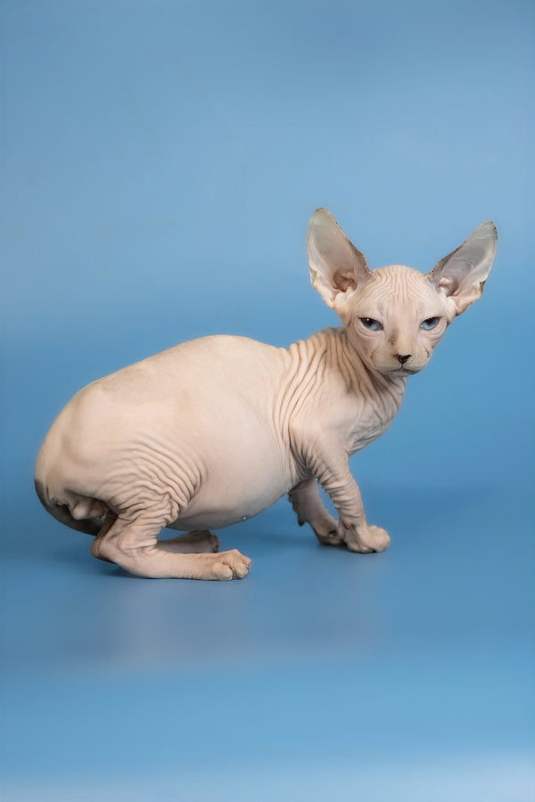 Erik | Canadian Sphynx Kitten