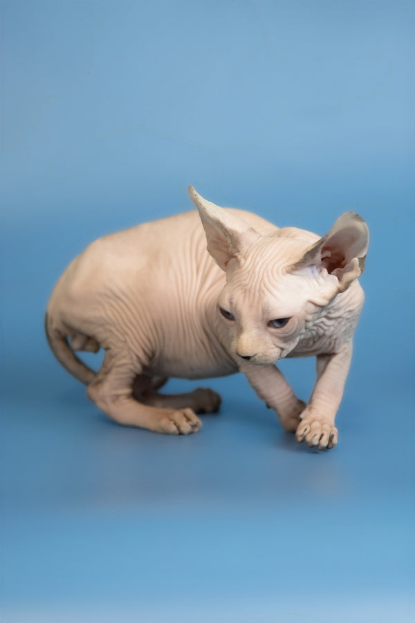 Erik | Canadian Sphynx Kitten