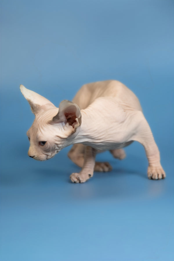 Erik | Canadian Sphynx Kitten