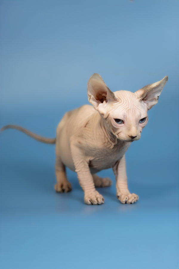 Erik | Canadian Sphynx Kitten