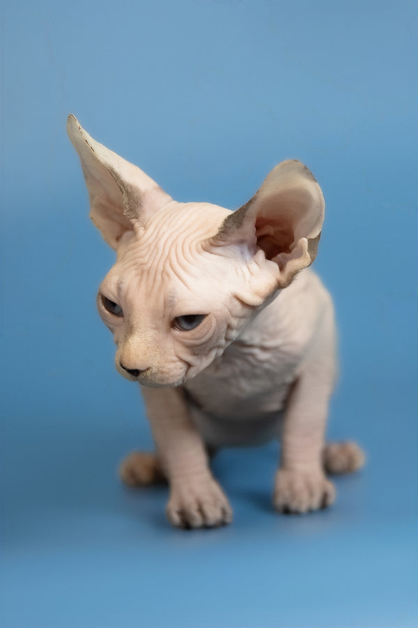 Erik | Canadian Sphynx Kitten