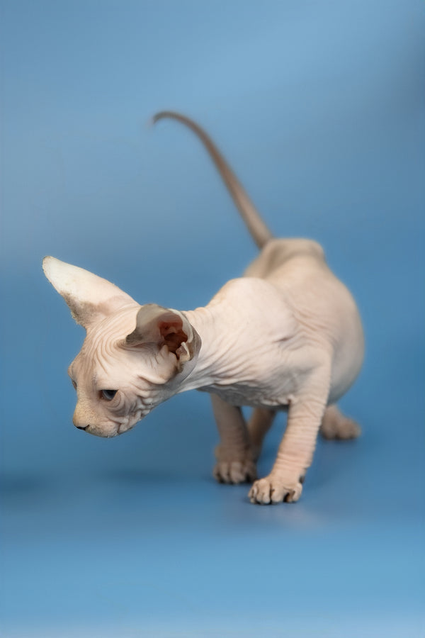Erik | Canadian Sphynx Kitten