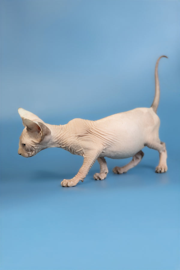 Erik | Canadian Sphynx Kitten