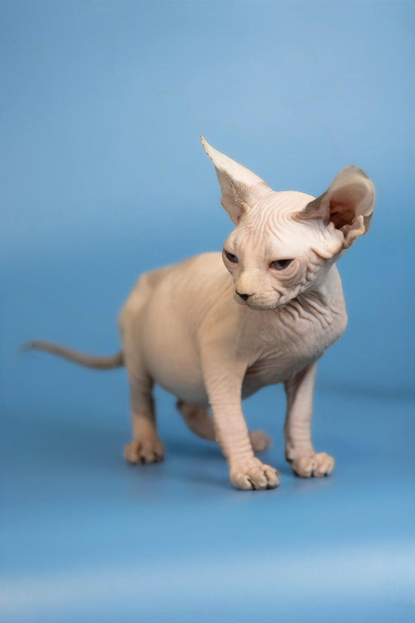 Erik | Canadian Sphynx Kitten