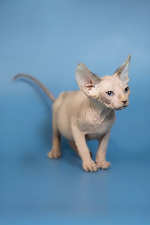 Erik | Canadian Sphynx Kitten