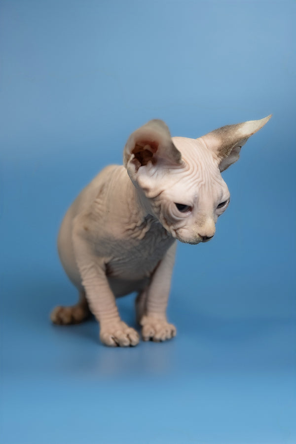 Erik | Canadian Sphynx Kitten