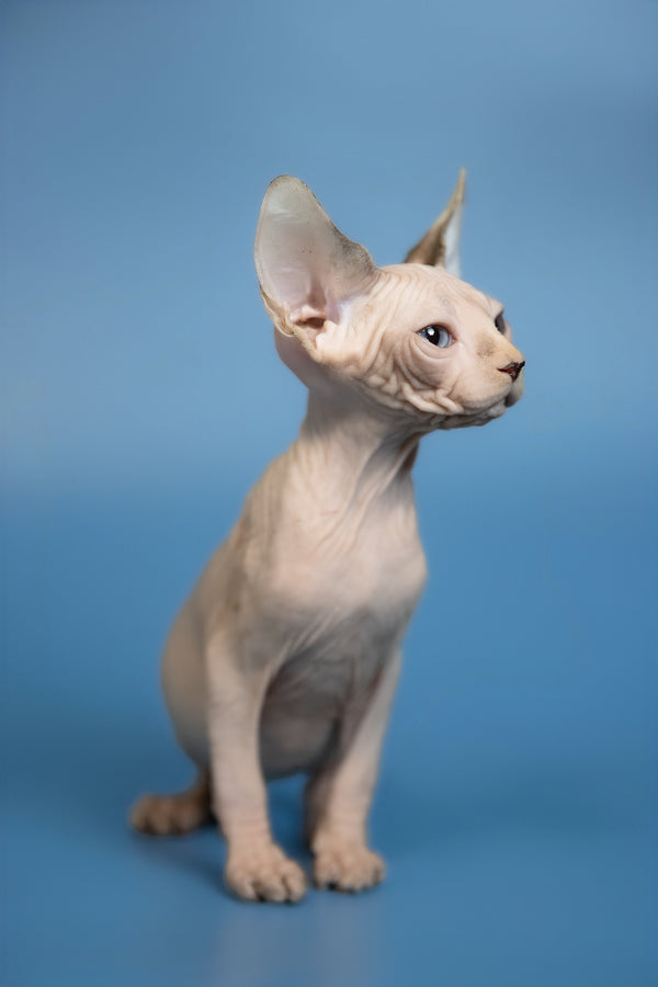 Erik | Canadian Sphynx Kitten