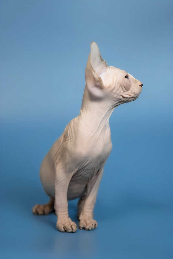 Erik | Canadian Sphynx Kitten