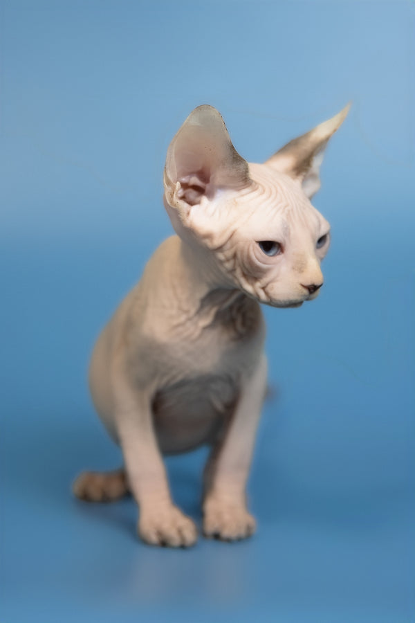 Erik | Canadian Sphynx Kitten