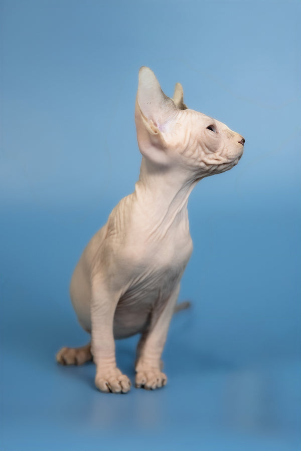 Erik | Canadian Sphynx Kitten
