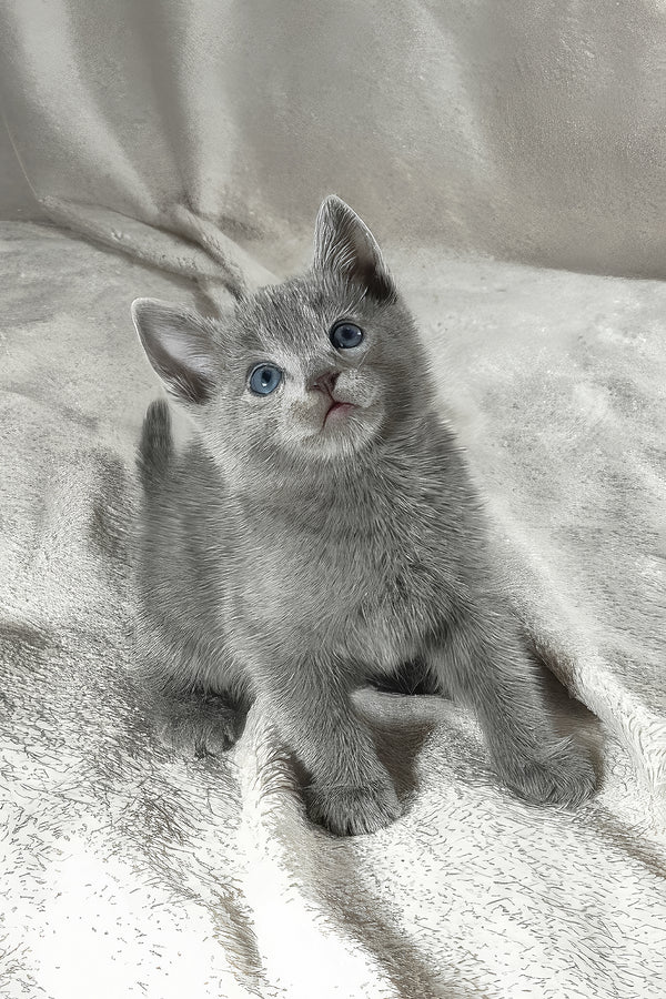 Thomas | Russian Blue Kitten