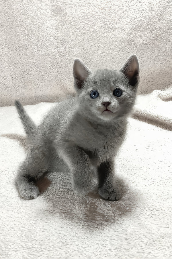 Thomas | Russian Blue Kitten