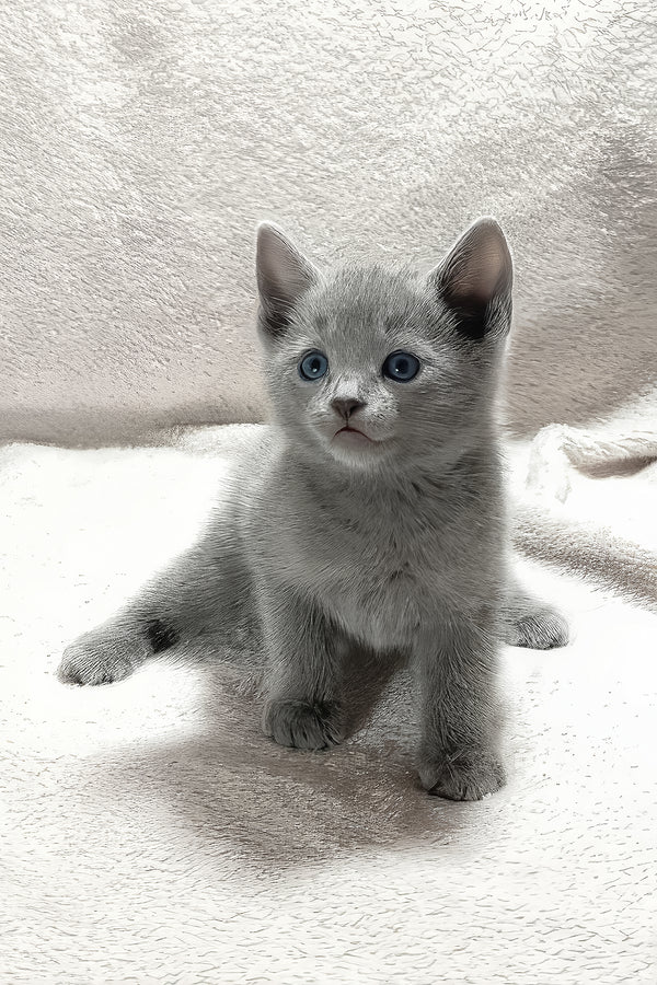 Thomas | Russian Blue Kitten