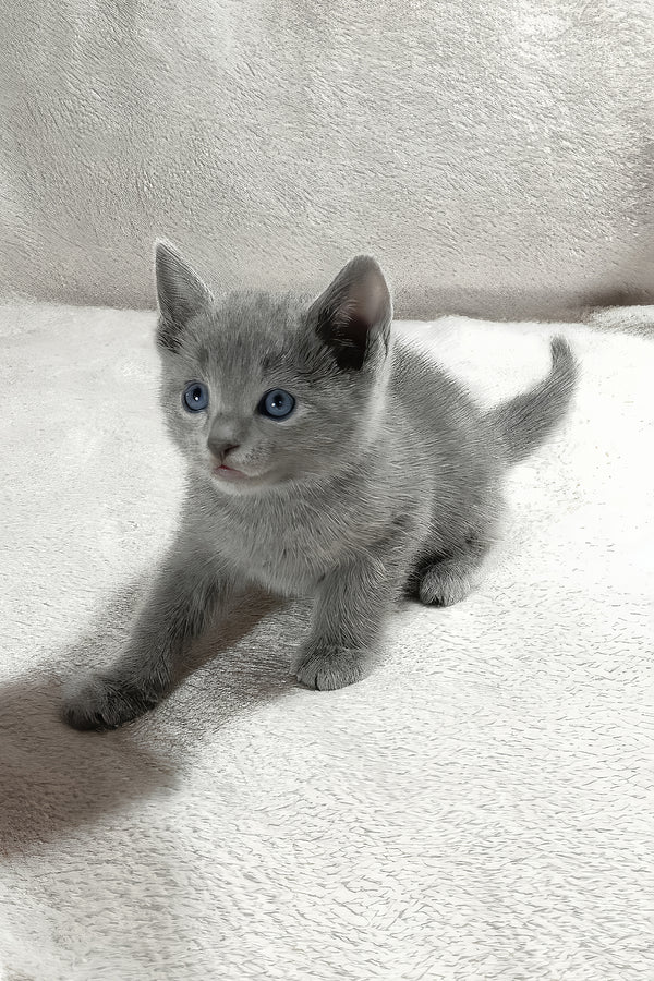 Thomas | Russian Blue Kitten