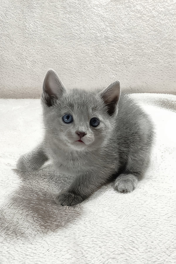 Thomas | Russian Blue Kitten