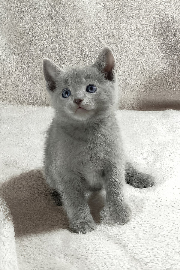 Thomas | Russian Blue Kitten
