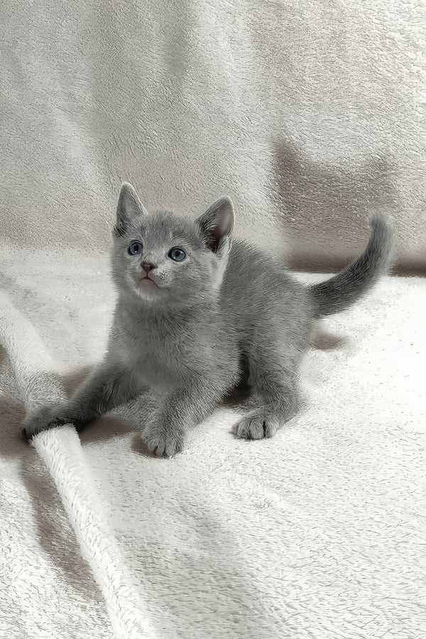 Thomas | Russian Blue Kitten
