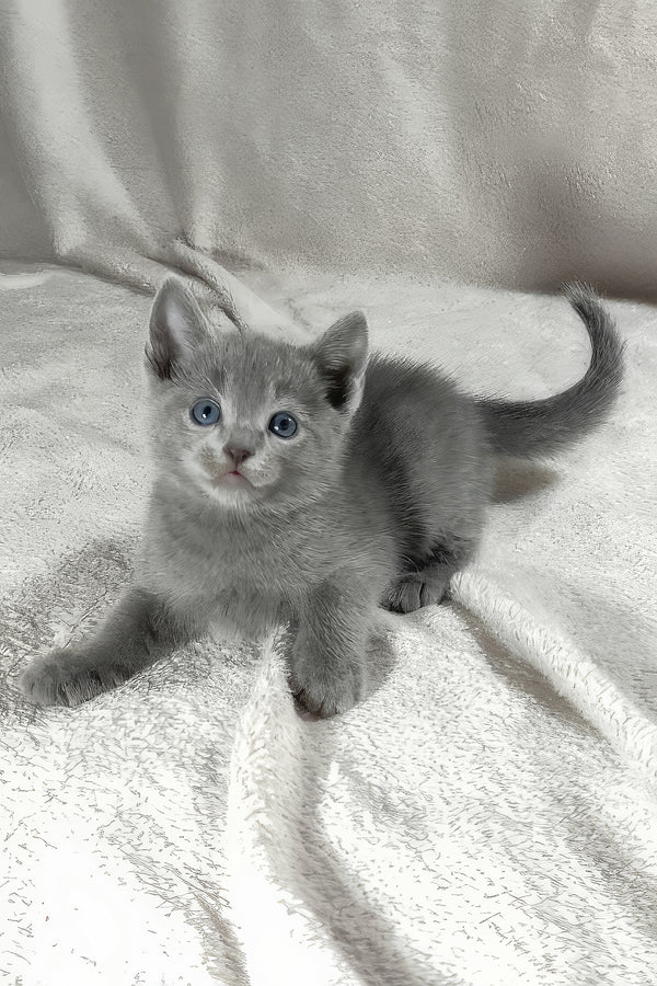 Thomas | Russian Blue Kitten