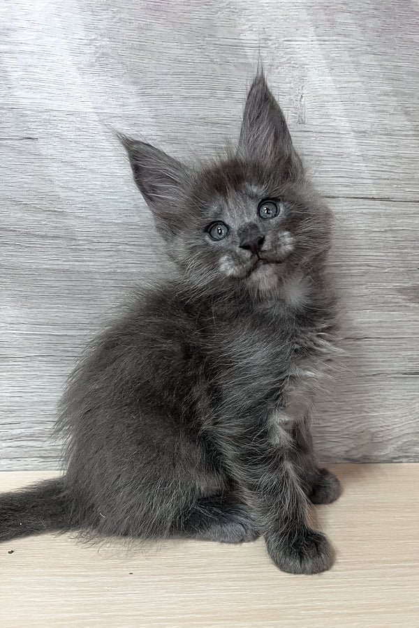 Prince | Maine Coon Kitten