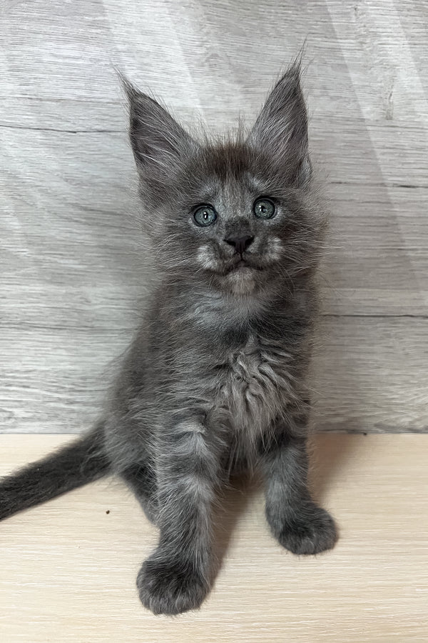 Prince | Maine Coon Kitten