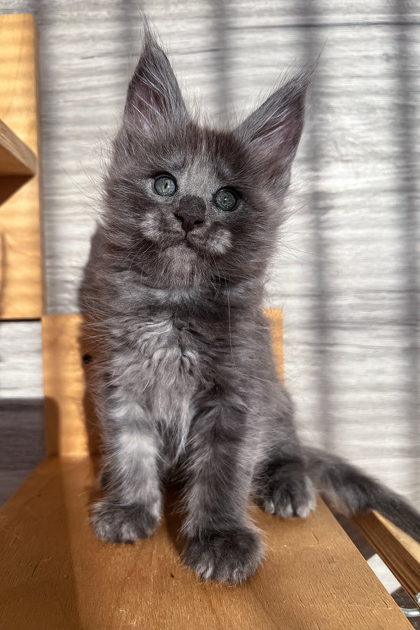 Prince | Maine Coon Kitten